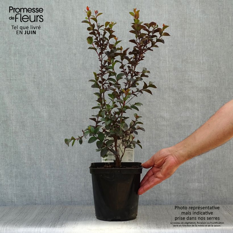 Exemplar von Chinesische Kräuselmyrte Black Solitaire Shell Pink - Lagerstroemia Topf mit 3L/4L wie im Sommer geliefert