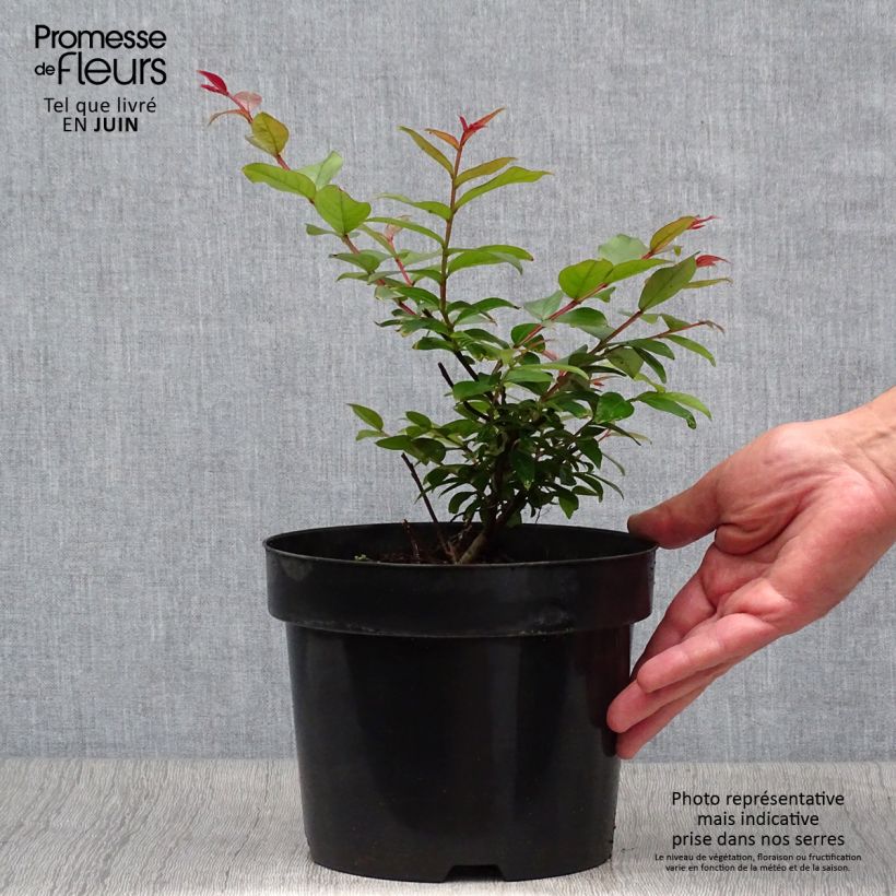 Exemplar von Chinesische Kräuselmyrte Coral Magic - Lagerstroemia Topf mit 2L/3L wie im Sommer geliefert