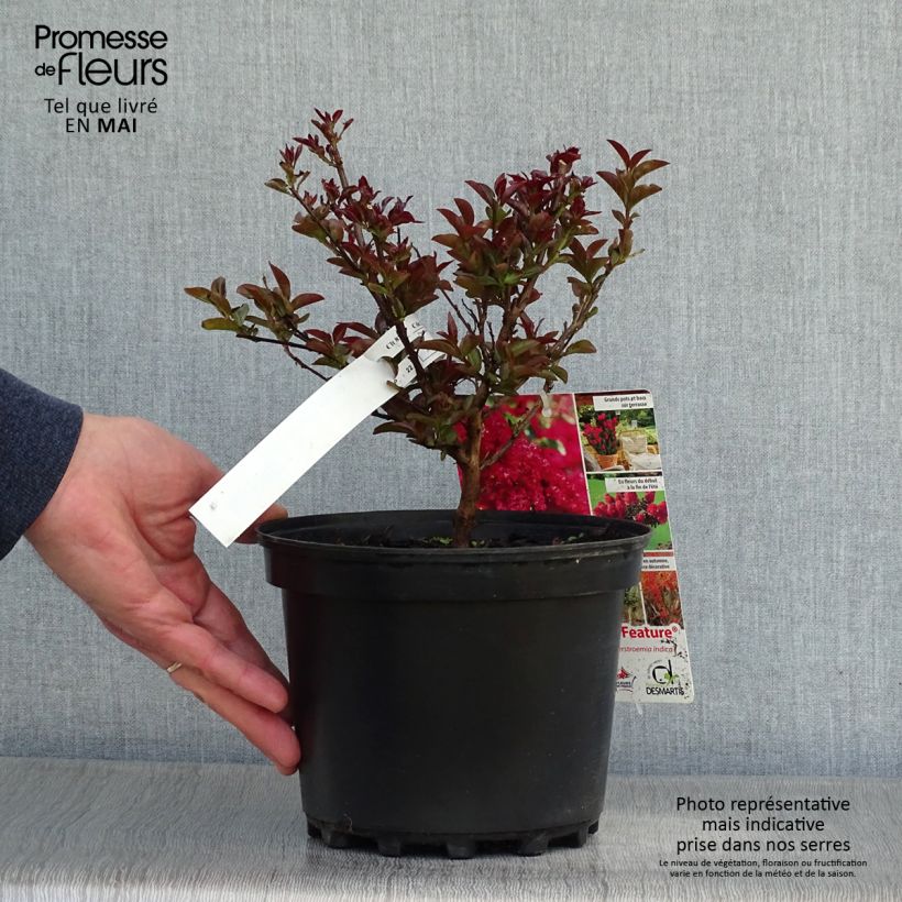 Exemplar von Chinesische Kräuselmyrte Play It Again Double Feature - Lagerstroemia Topf mit 2L/3L wie im Frühjahr geliefert