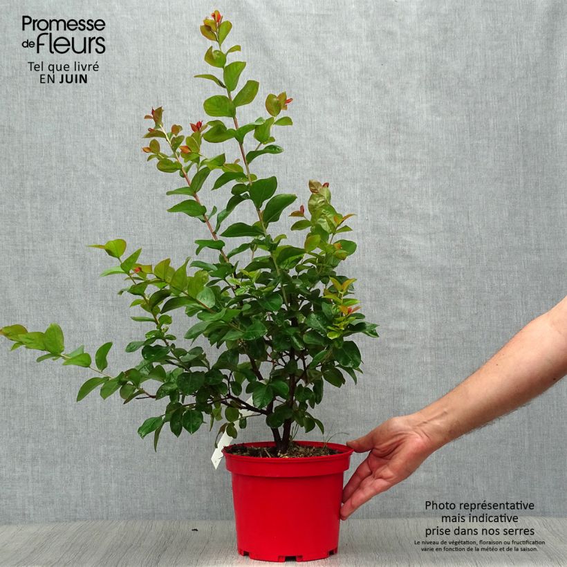 Exemplar von Chinesische Kräuselmyrte Dynamite - Lagerstroemia Topf mit 3L/4L wie im Sommer geliefert