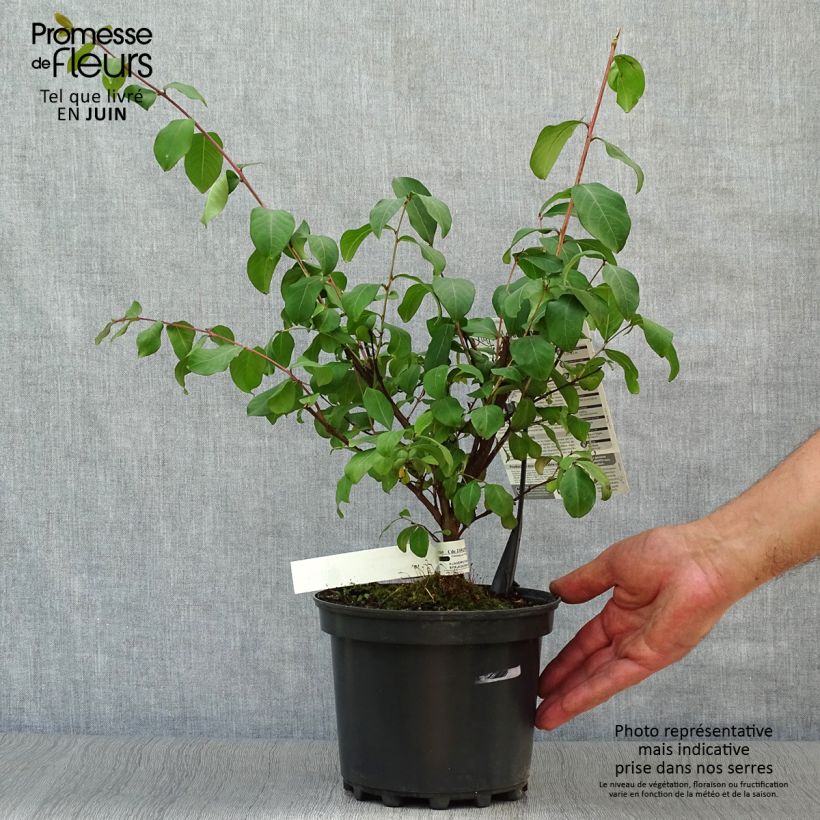 Exemplar von Chinesische Kräuselmyrte Grand Cru - Lagerstroemia Topf mit 3L/4L wie im Sommer geliefert