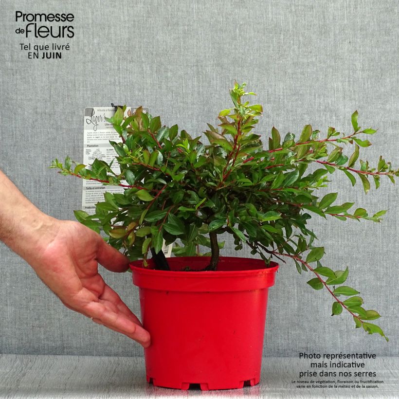 Exemplar von Chinesische Kräuselmyrte Houston - Lagerstroemia Topf mit 3L/4L wie im Sommer geliefert