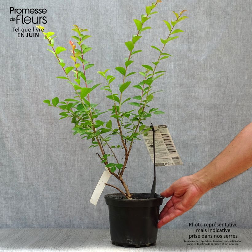 Exemplar von Chinesische Kräuselmyrte Jeanne Desmartis - Lagerstroemia Topf mit 3L/4L wie im Sommer geliefert