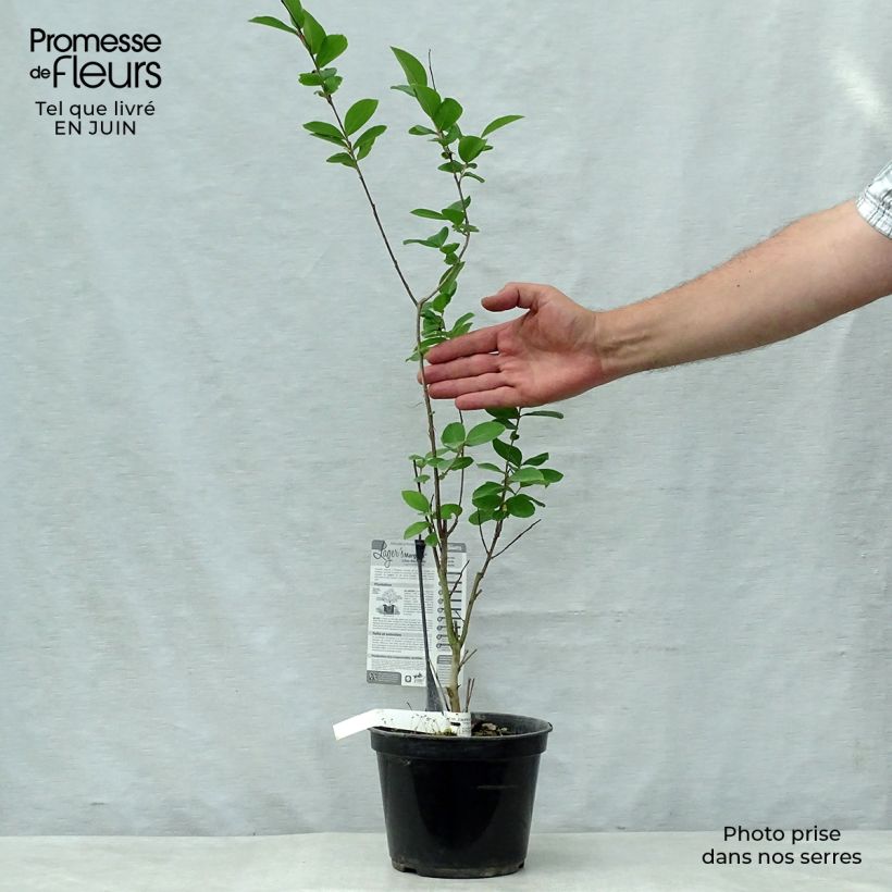 Exemplar von Chinesische Kräuselmyrte Margaux - Lagerstroemia Topf mit 3L/4L wie im Sommer geliefert