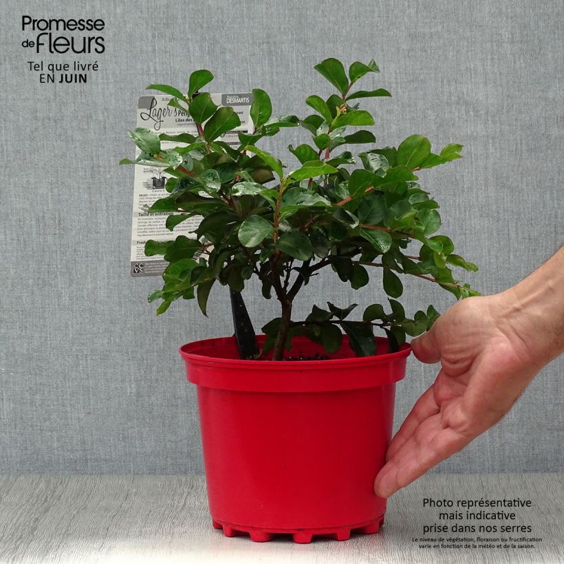 Exemplar von Chinesische Kräuselmyrte Périgord Pourpre - Lagerstroemia Topf mit 3L/4L wie im Sommer geliefert