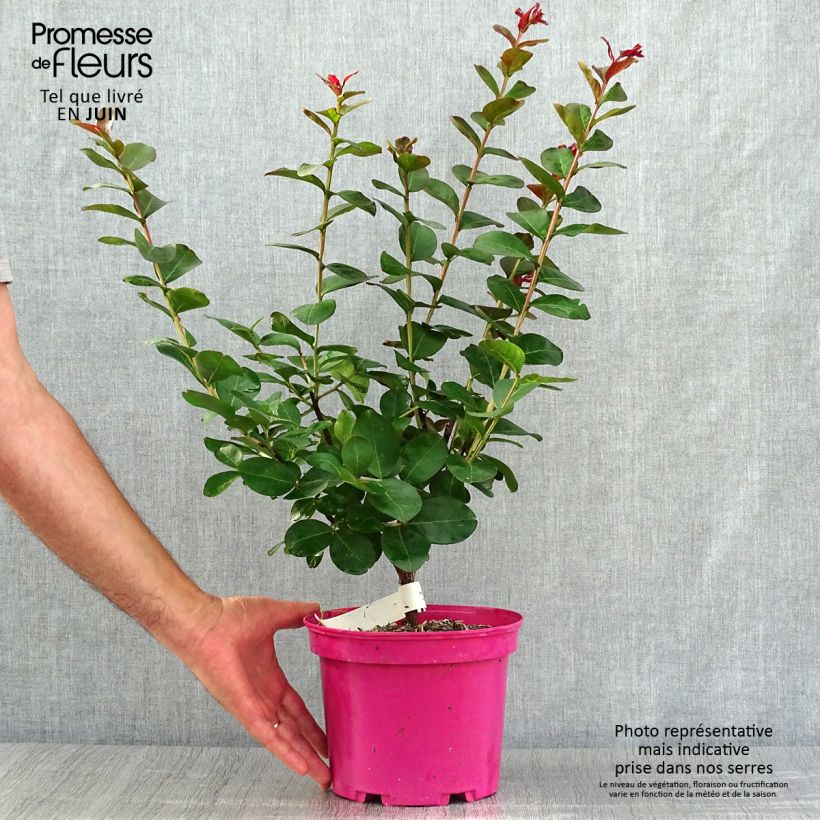 Exemplar von Chinesische Kräuselmyrte Pink Velours - Lagerstroemia Topf mit 3L/4L wie im Sommer geliefert