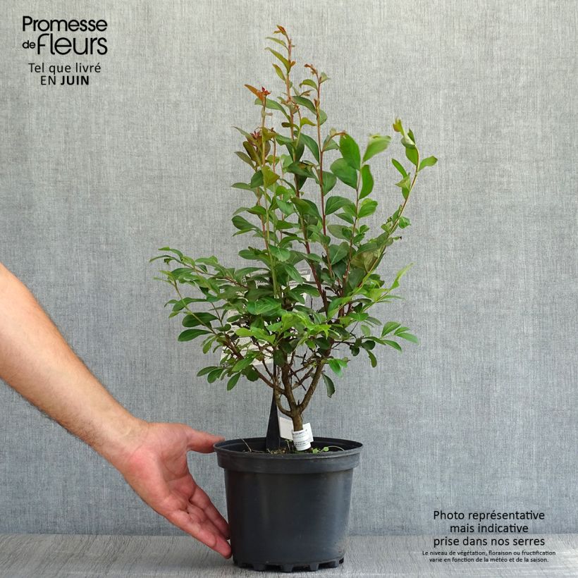 Exemplar von Chinesische Kräuselmyrte Red imperator - Lagerstroemia Topf mit 3L/4L wie im Sommer geliefert