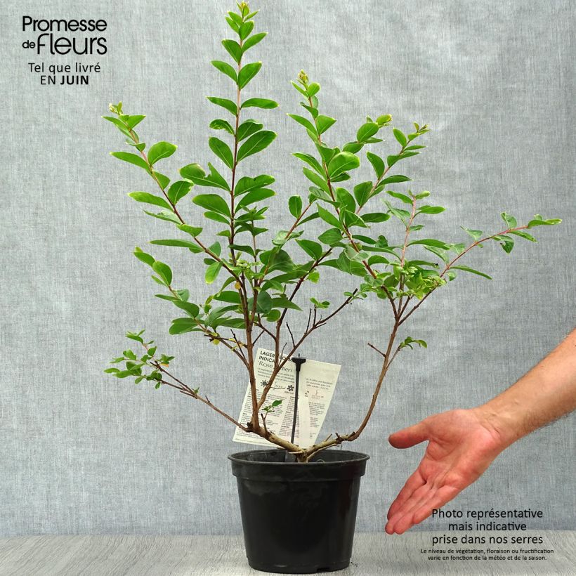 Exemplar von Chinesische Kräuselmyrte Rose Indien - Lagerstroemia Topf mit 3L/4L wie im Sommer geliefert