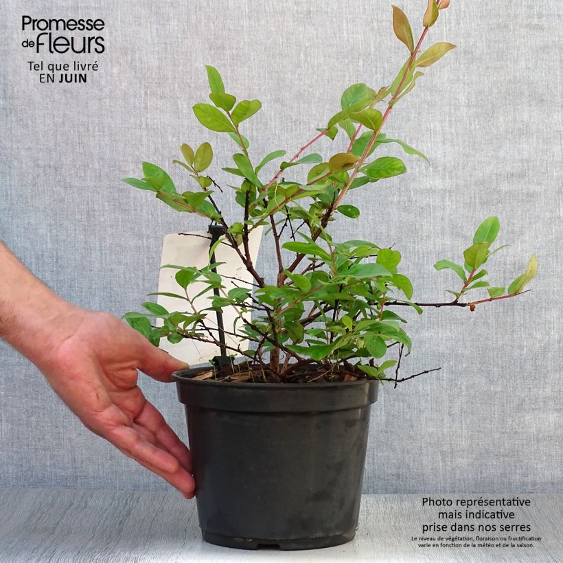 Exemplar von Chinesische Kräuselmyrte Rouge Nain - Lagerstroemia Topf mit 2L/3L wie im Sommer geliefert