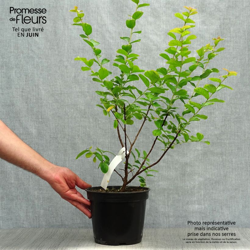 Exemplar von Chinesische Kräuselmyrte Rubra - Lagerstroemia Topf mit 2L/3L wie im Sommer geliefert