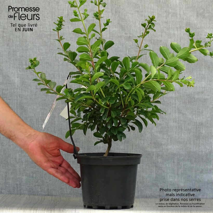 Exemplar von Chinesische Kräuselmyrte Soir d'Eté - Lagerstroemia Topf mit 3L/4L wie im Sommer geliefert