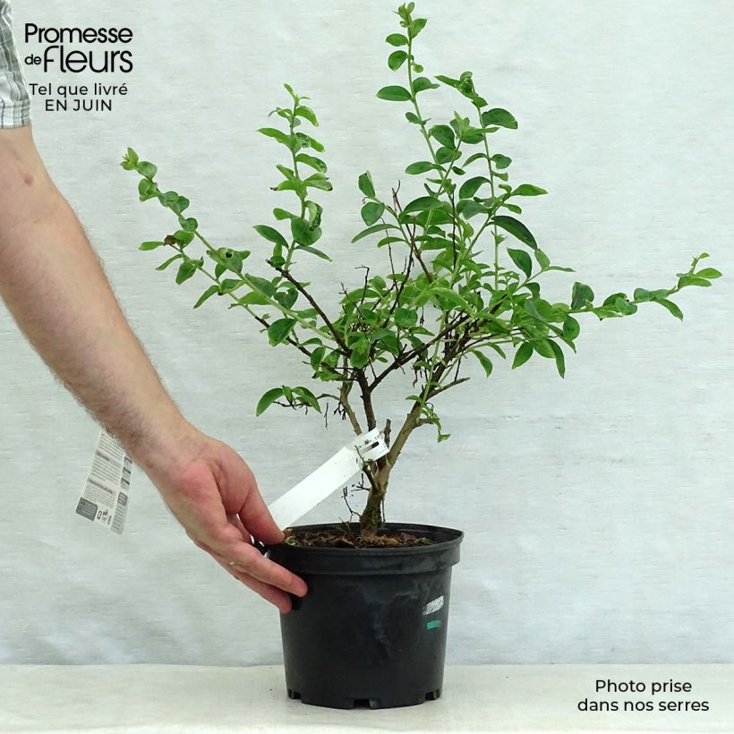 Exemplar von Chinesische Kräuselmyrte Souvenir d'Hubert Puard - Lagerstroemia Topf mit 3L/4L wie im Sommer geliefert