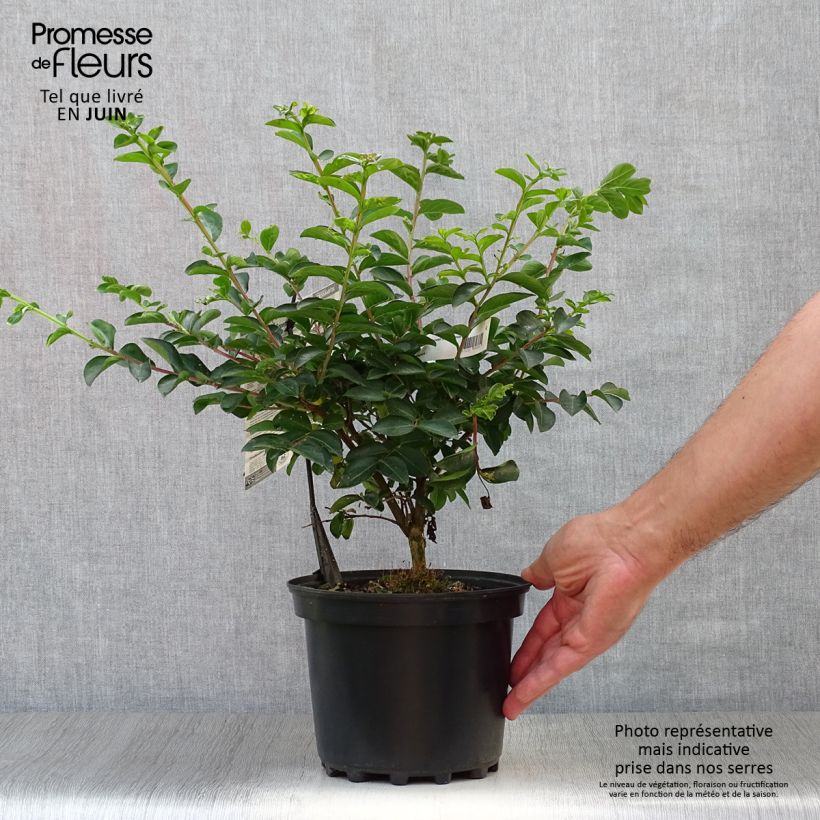 Exemplar von Chinesische Kräuselmyrte Souvenir d'André Desmartis - Lagerstroemia Topf mit 3L/4L wie im Sommer geliefert