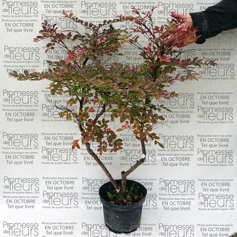 Beispiel eines Exemplars von Chinesische Kräuselmyrte Summer Charm Acoma - Lagerstroemia Topf mit 3L/4L wie geliefert