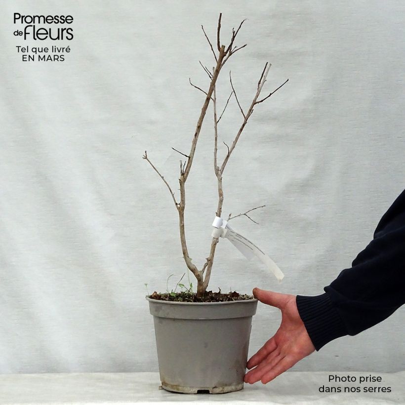 Exemplar von Chinesische Kräuselmyrte Summer Charm Arapaho - Lagerstroemia Topf mit 3L/4L wie im Frühjahr geliefert