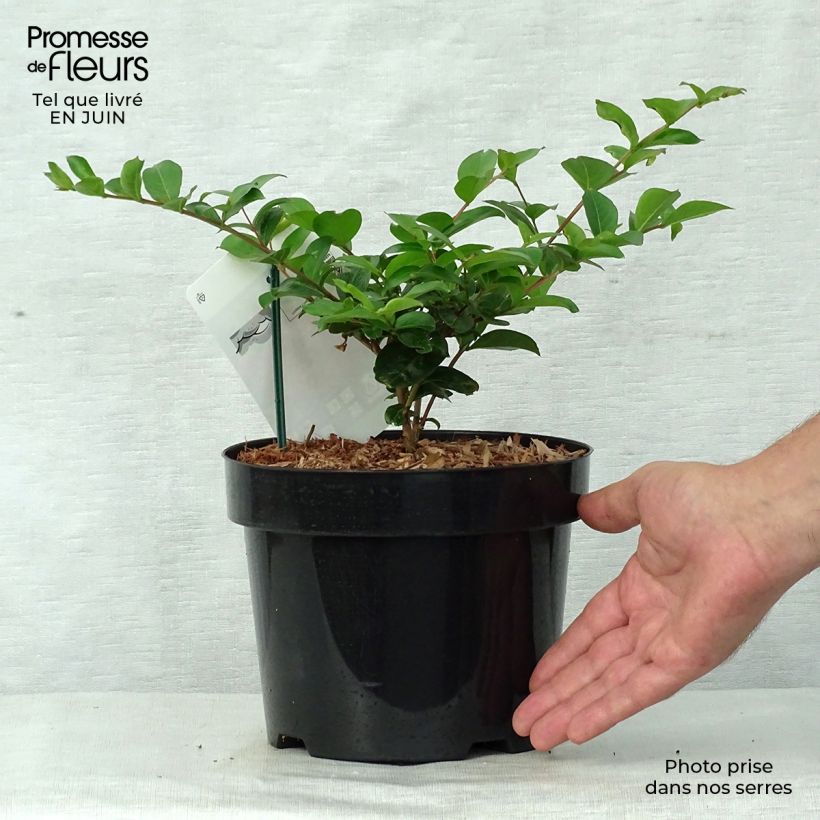 Exemplar von Chinesische Kräuselmyrte Summer Charm Tonto - Lagerstroemia Topf mit 3L/4L wie im Sommer geliefert