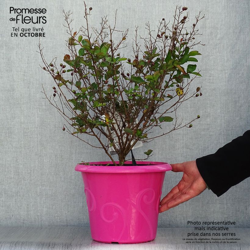 Exemplar von Chinesische Kräuselmyrte Terrasse Rose - Lagerstroemia Topf mit 3L/4L wie im Herbst geliefert