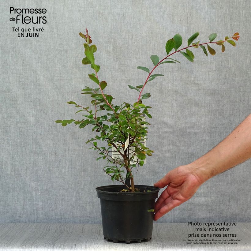 Exemplar von Chinesische Kräuselmyrte Terrasse Rouge - Lagerstroemia Topf mit 3L/4L wie im Sommer geliefert