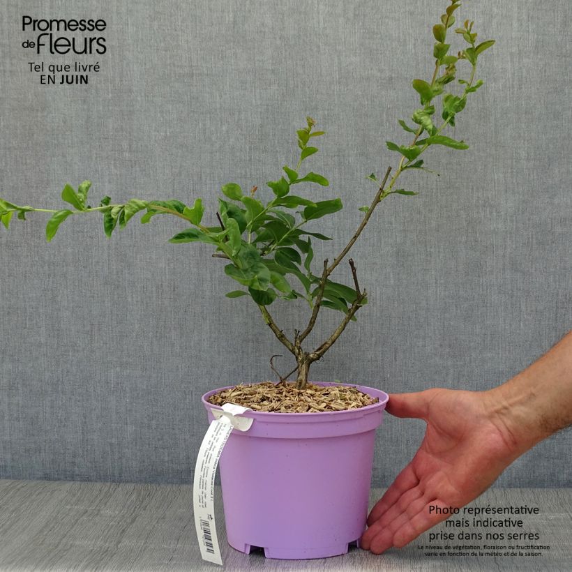 Exemplar von Chinesische Kräuselmyrte Violacea - Lagerstroemia Topf mit 2L/3LGelieferte Höhe ca. 40/60cm wie im Sommer geliefert