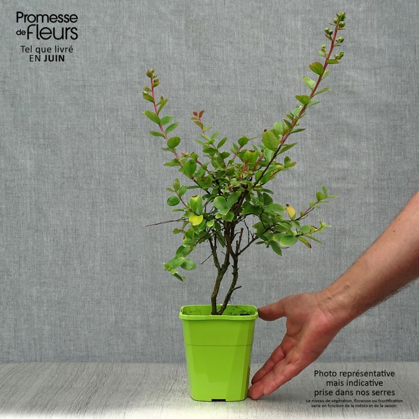 Exemplar von Chinesische Kräuselmyrte With Love Babe - Lagerstroemia Topf mit 3L/4L wie im Sommer geliefert