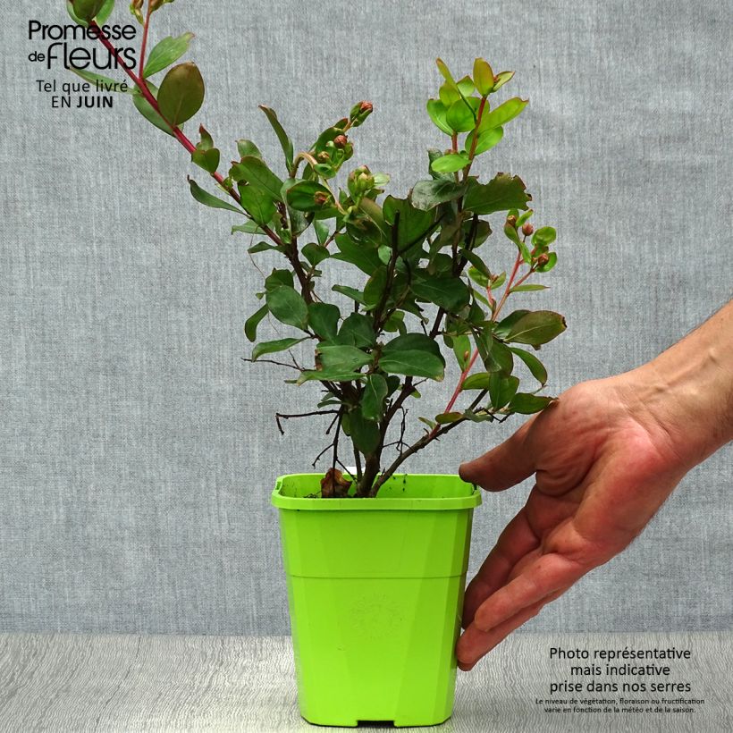 Exemplar von Chinesische Kräuselmyrte With Love Eternal - Lagerstroemia Topf mit 3L/4L wie im Sommer geliefert