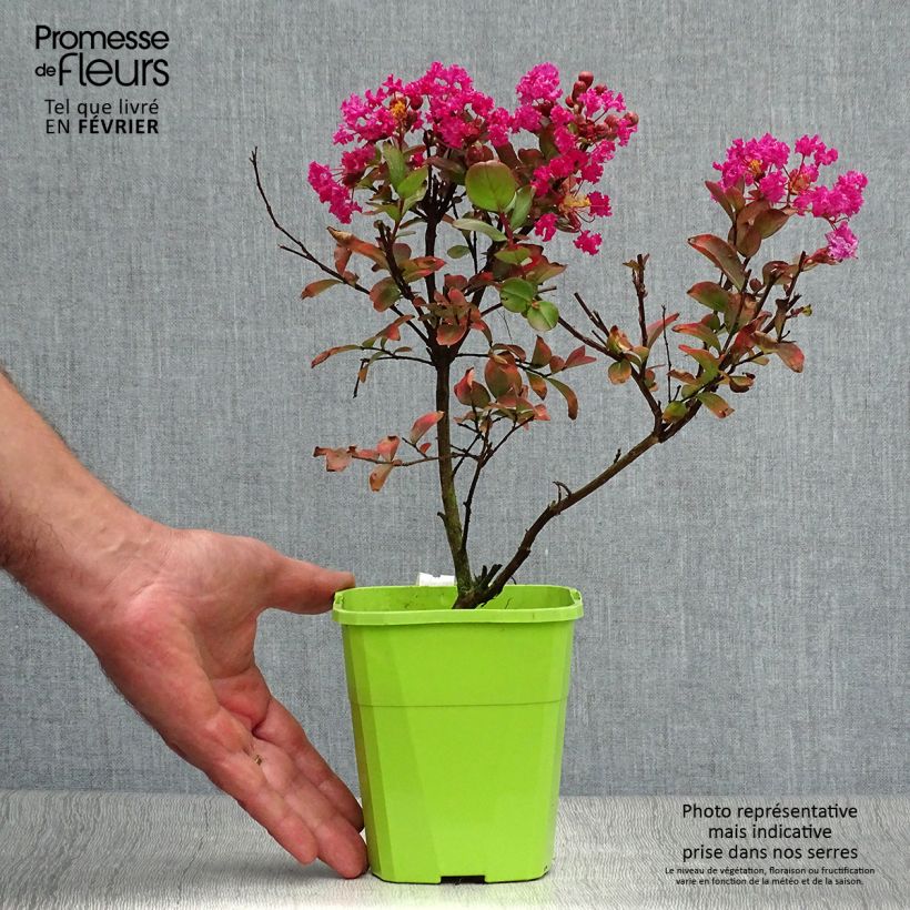 Exemplar von Chinesische Kräuselmyrte With Love Kiss - Lagerstroemia Topf mit 3L/4L wie im Herbst geliefert
