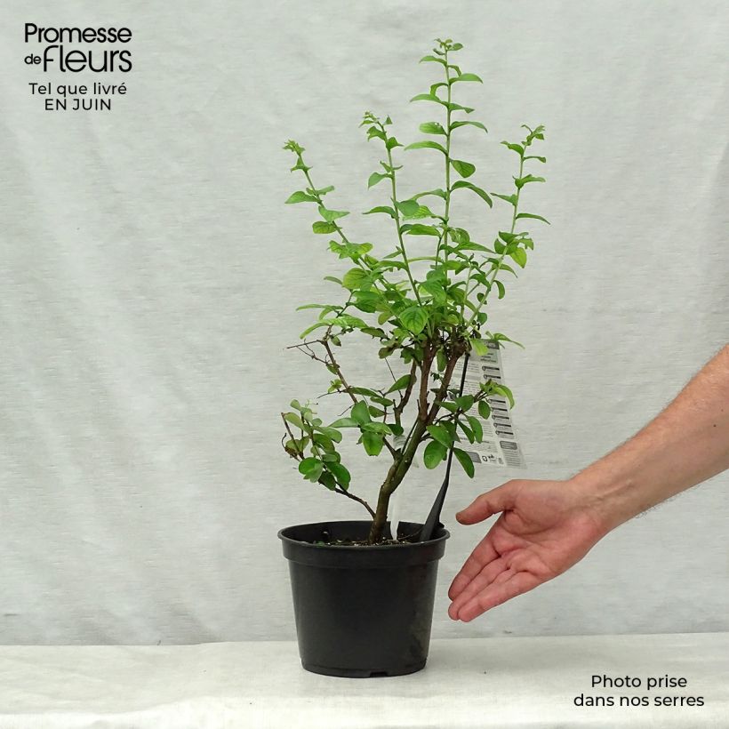 Exemplar von Chinesische Kräuselmyrte Yang Tse - Lagerstroemia Topf mit 3L/4L wie im Sommer geliefert