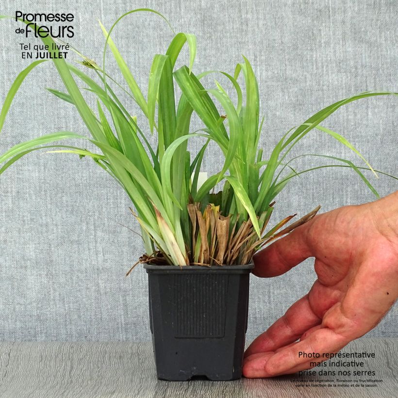 Exemplar von Carex laxiculmis Bunny Blue Kleine Töpfe von 8/9 cm wie im Sommer geliefert
