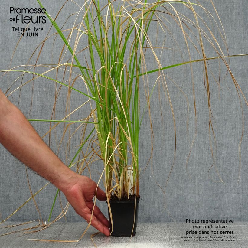 Exemplar von Carex riparia - Ufer-Segge Kleine Töpfe von 8/9 cm wie im Sommer geliefert