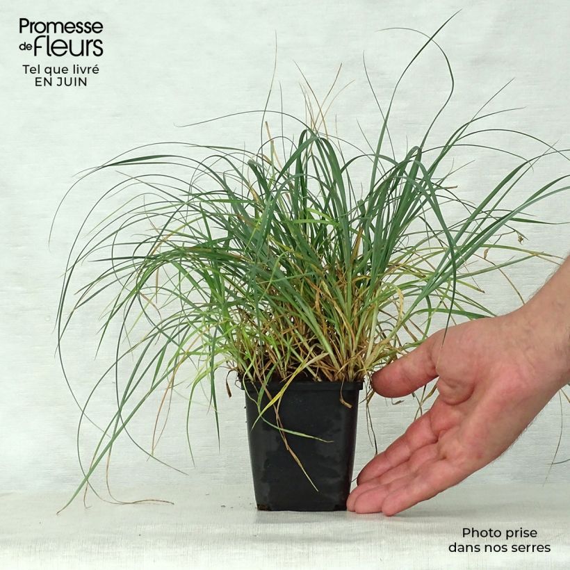 Exemplar von Carex panicea - Hirse-Segge Kleine Töpfe von 8/9 cm wie im Sommer geliefert