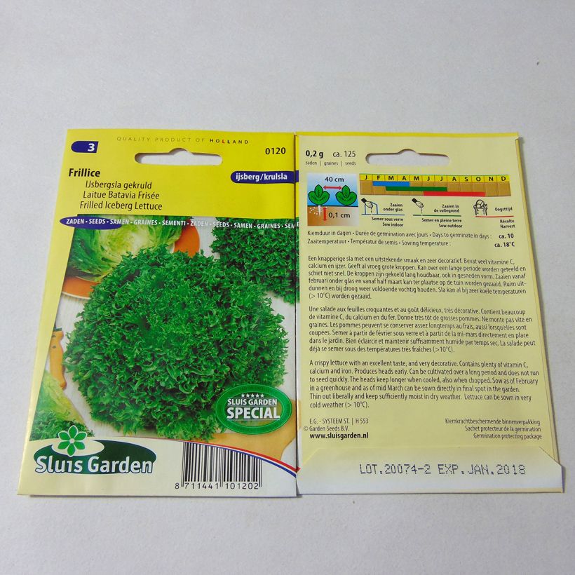 Beispiel eines Exemplars von Bataviasalat frisée Frillice die Tüte mit 125 Samen wie geliefert