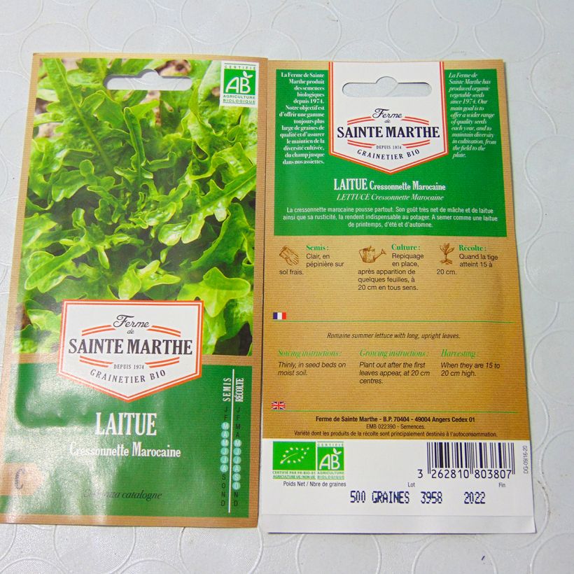 Beispiel eines Exemplars von Schnitt-Salat Radichetta Bio - Ferme de Sainte Marthe die Tüte mit 400 Samen wie geliefert