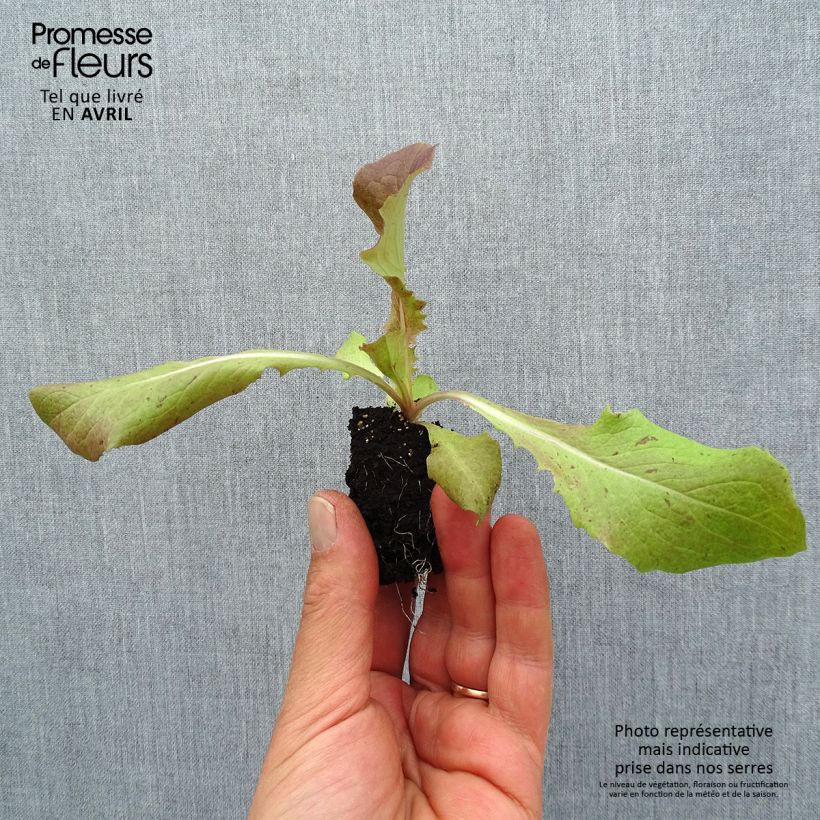 Exemplar von Picholine Salat Picholine Wurzelballen 4 cm x 4,5 cm wie im Frühjahr geliefert