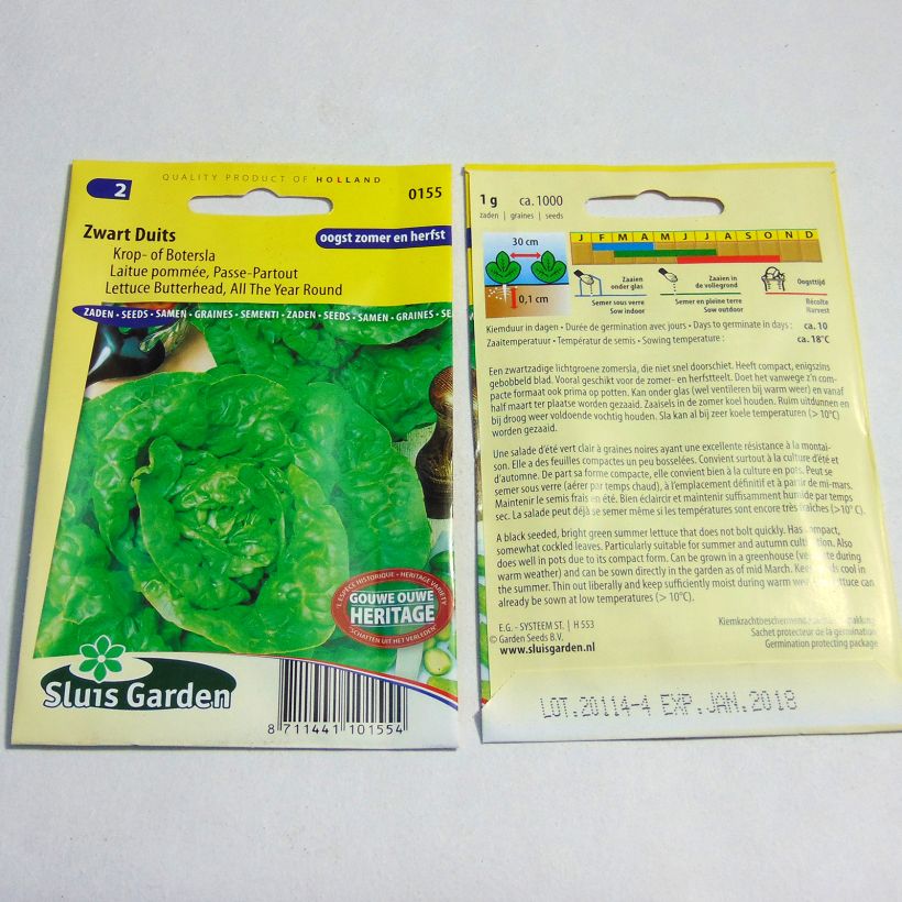 Beispiel eines Exemplars von Kopfsalat Passe-Partout die Tüte mit 1000 Samen (1g) wie geliefert