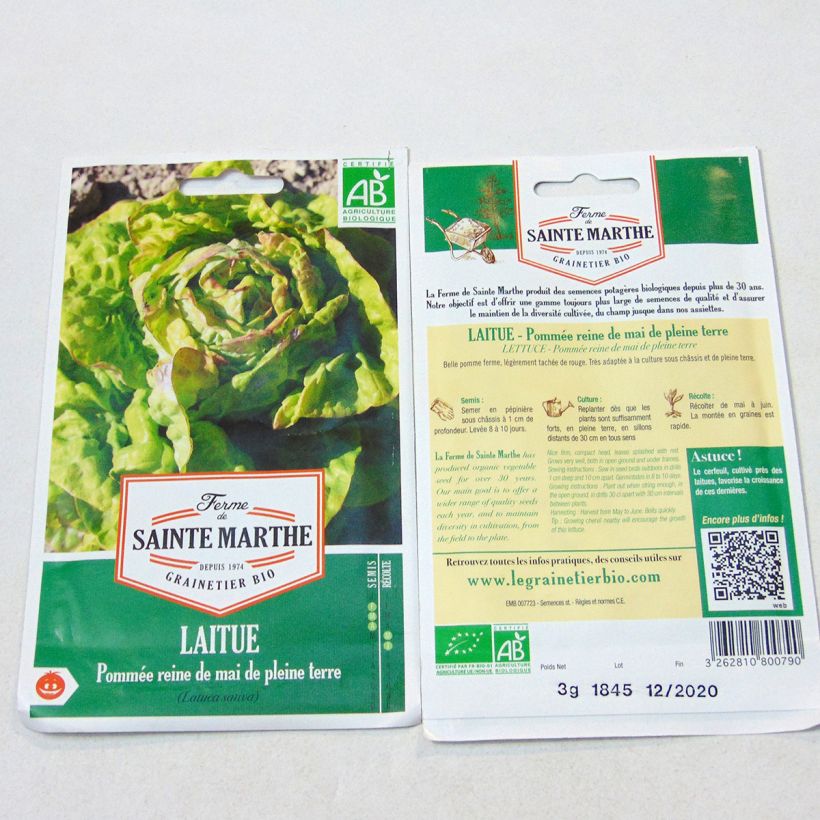 Beispiel eines Exemplars von Kopfsalat Reine de Mai Bio - Ferme de Sainte Marthe die Tüte mit 2500 Samen (3g) wie geliefert