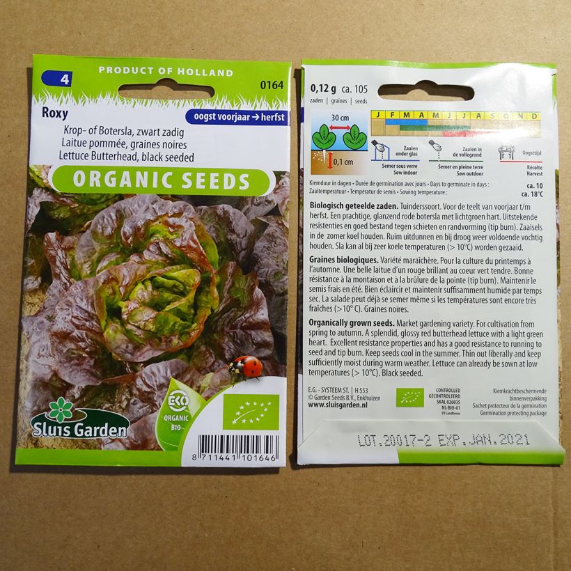 Beispiel eines Exemplars von Kopfsalat Roxy Bio die Tüte mit 105 Samen (0.12g) wie geliefert