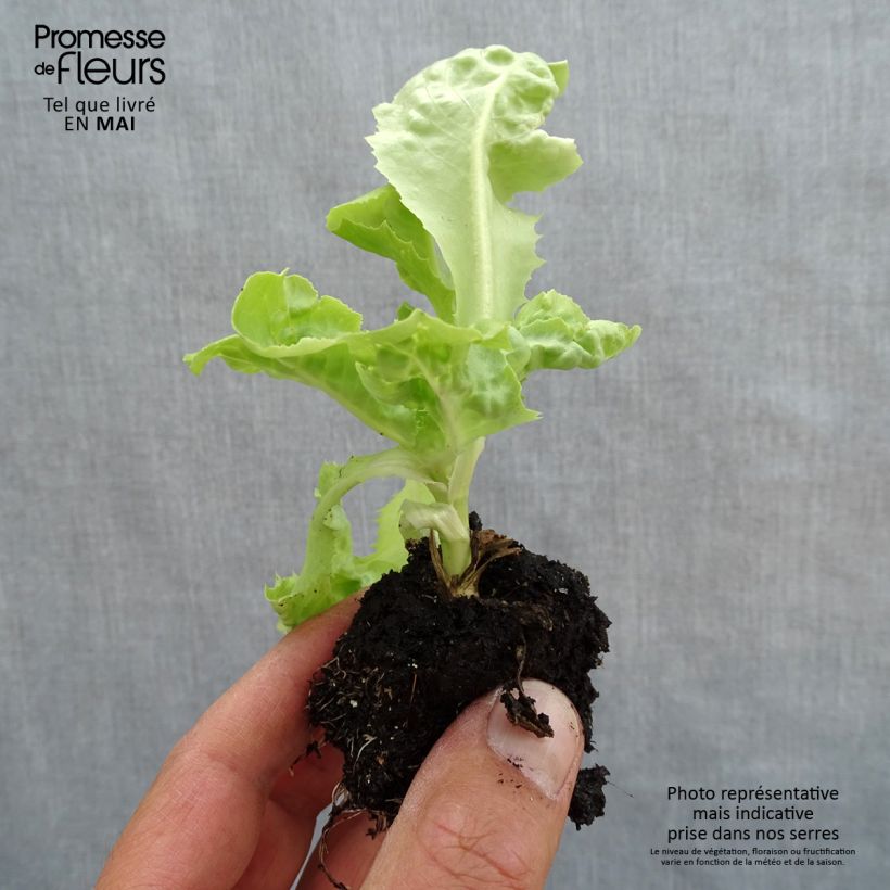 Exemplar von Kopfsalat Gabino Bio - Ferme de Sainte Marthe Wurzelballen 4 cm x 4,5 cm wie im Frühjahr geliefert