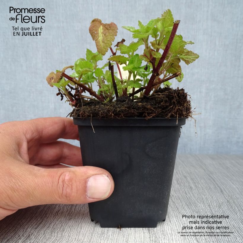 Exemplar von Lamium maculatum Chequers - Gefleckte Taubnessel Kleine Töpfe von 8/9 cm wie im Sommer geliefert