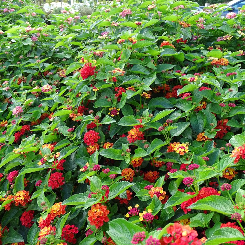 Lantana camara Bloomify Red - Wandelröschen (Hafen)