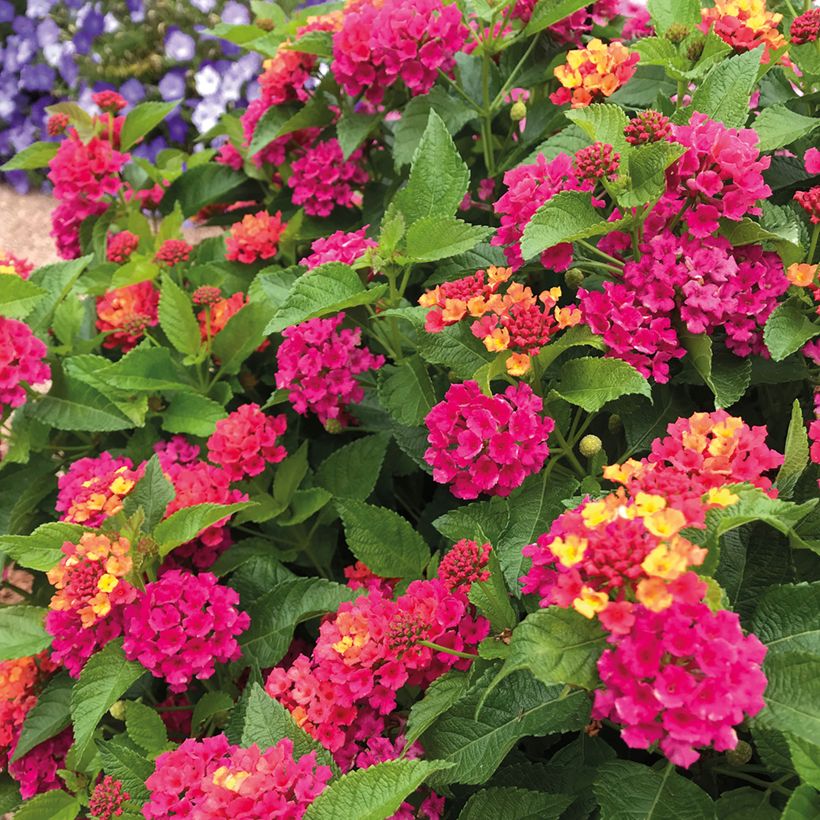 Lantana camara Bloomify Rose (Blüte)