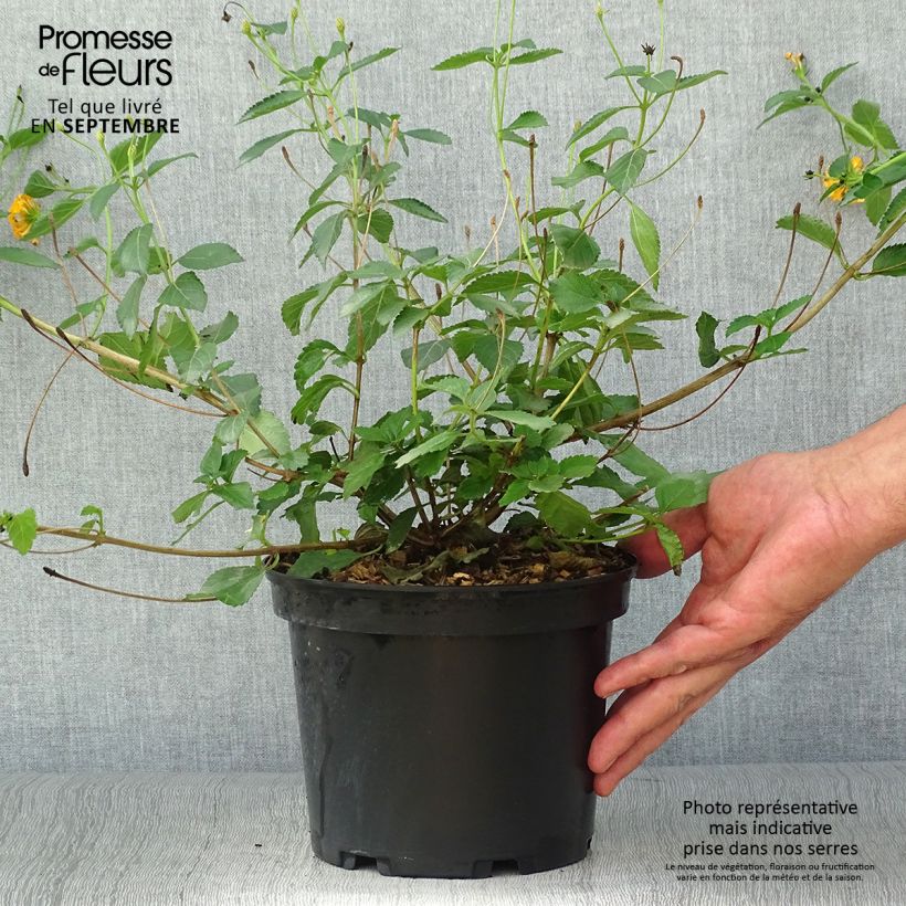 Exemplar von Lantana camara Chapel Hill Gold - Wandelröschen Topf mit 2L/3L wie im Herbst geliefert