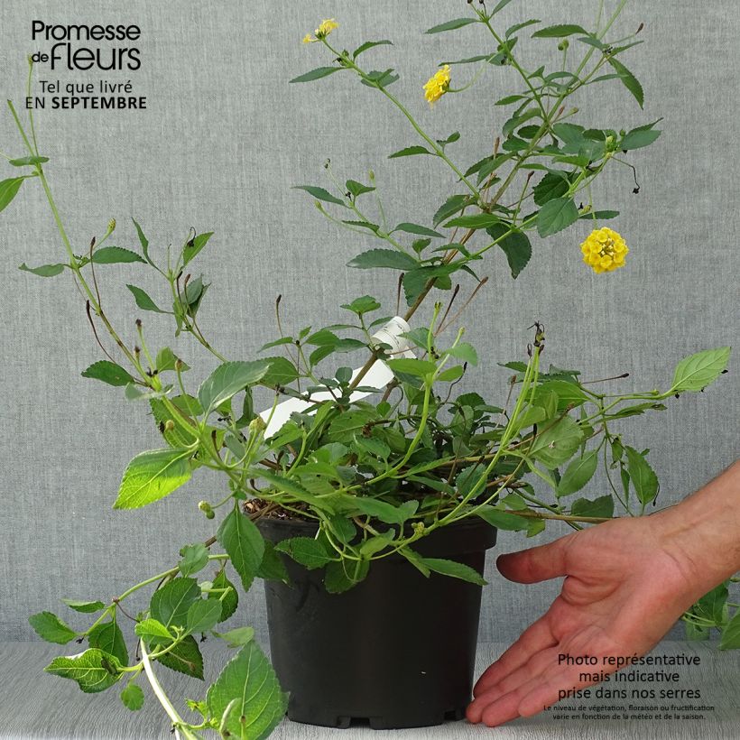 Exemplar von Lantana camara Chapel Hill Yellow - Wandelröschen Topf mit 2L/3L wie im Herbst geliefert
