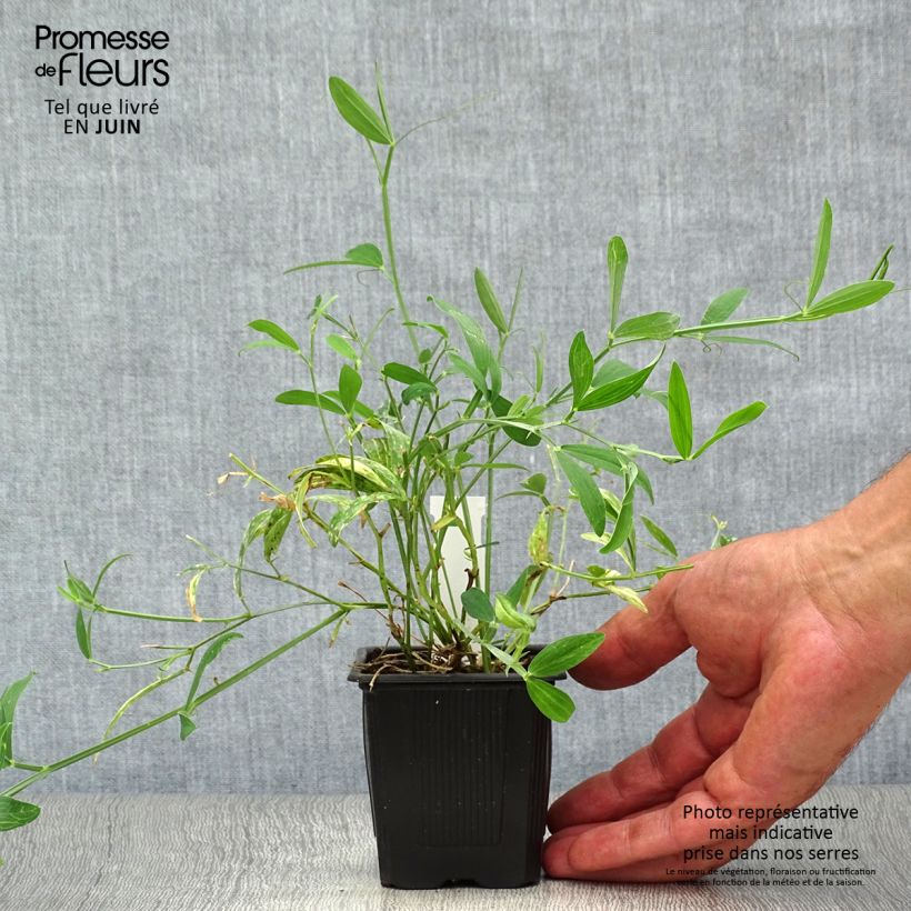 Exemplar von Breitblättrige Platterbse White Pearl - Lathyrus latifolius Kleine Töpfe von 8/9 cm wie im Sommer geliefert