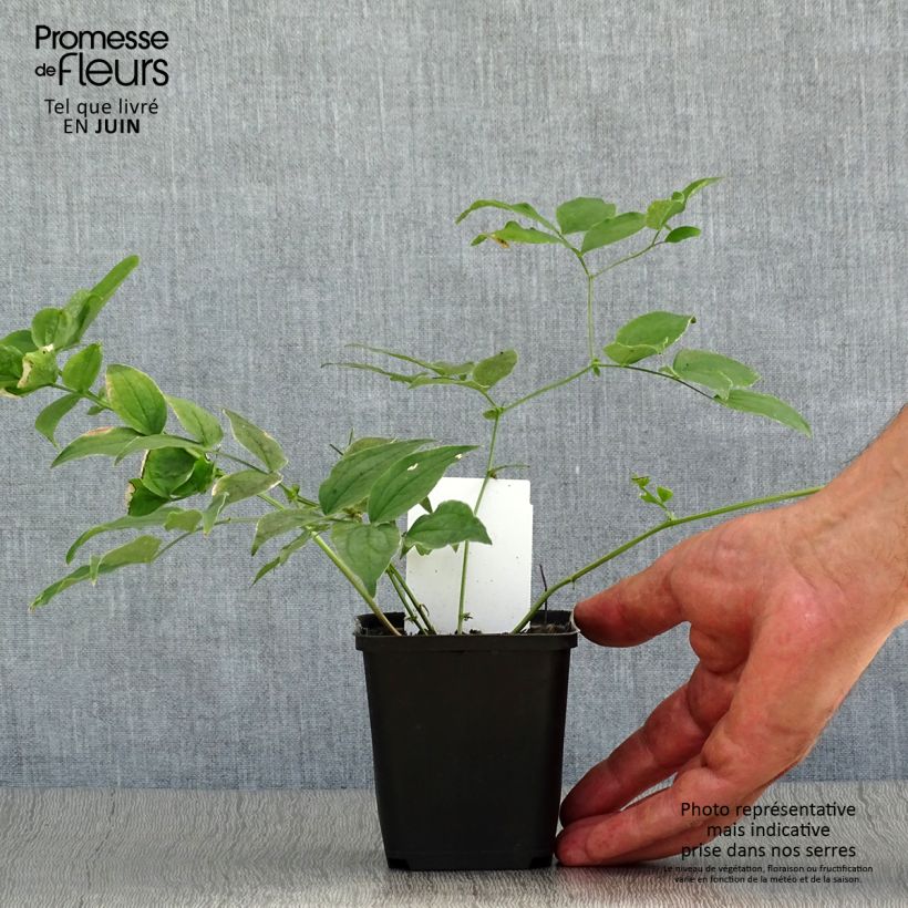 Exemplar von Lathyrus vernus - Frühlings-Platterbse Kleine Töpfe von 8/9 cm wie im Sommer geliefert