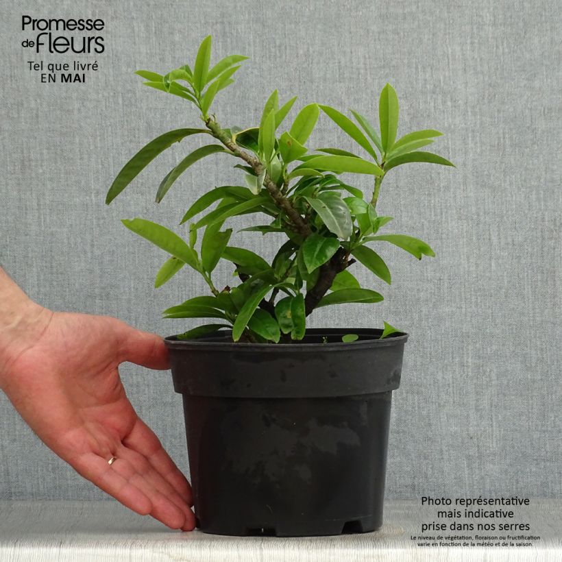 Exemplar von Kirschlorbeer Mount Vernon - Prunus laurocerasus Topf mit 2L/3LGelieferte Höhe ca. 20/25cm wie im Frühjahr geliefert