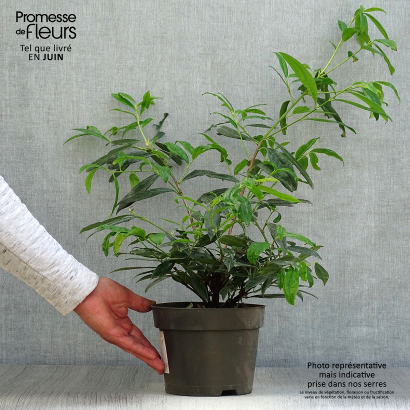 Exemplar von Kirschlorbeer Zabeliana - Prunus laurocerasus Topf mit 4L/5L wie im Sommer geliefert