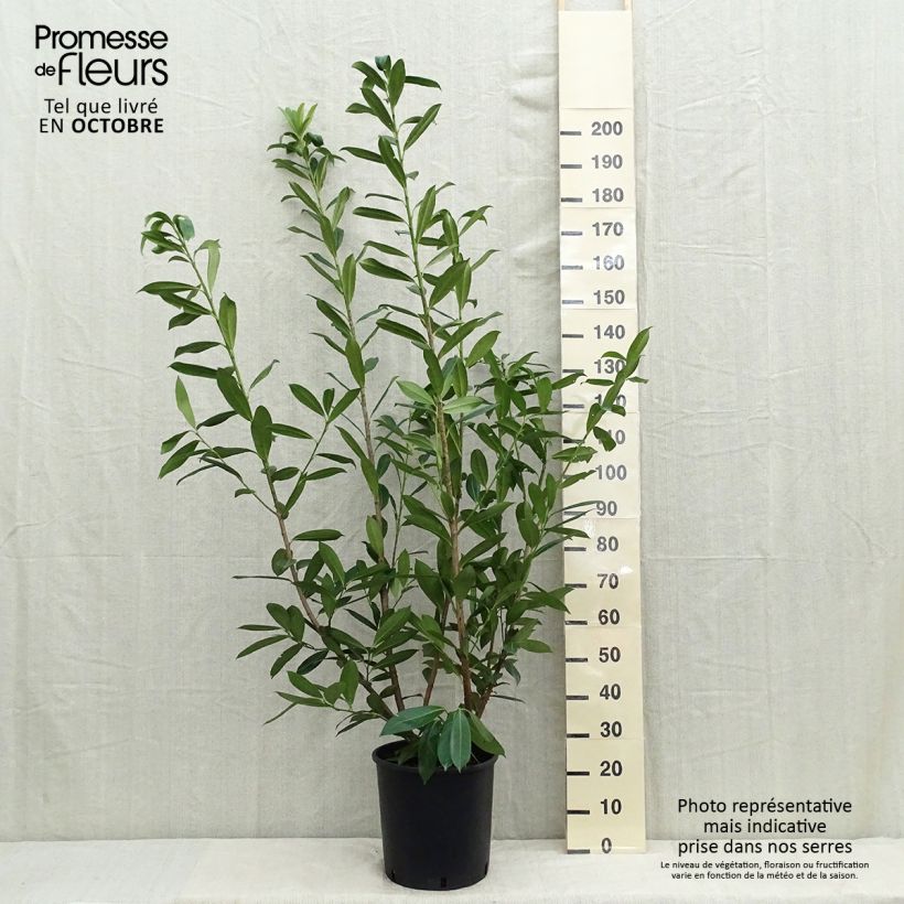 Exemplar von Kirschlorbeer Caucasica - Prunus laurocerasus Topf mit 18L/20L wie im Sommer geliefert