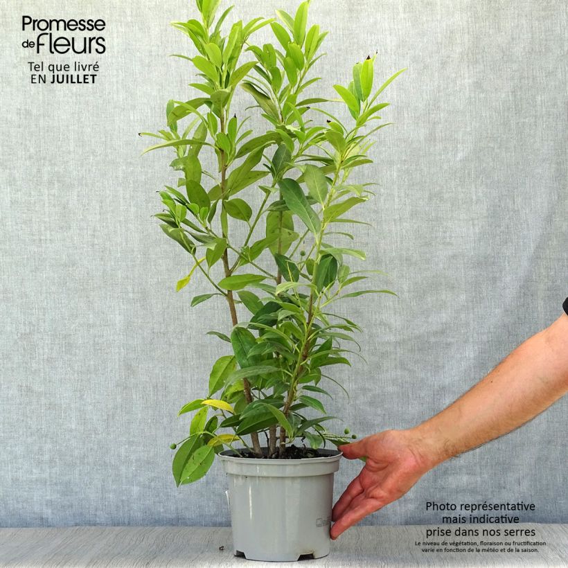 Exemplar von Kirschlorbeer Herbergii - Prunus laurocerasus Topf mit 3L/4L wie im Sommer geliefert
