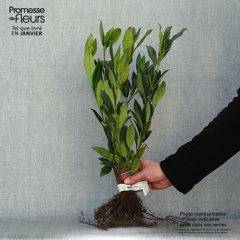 Exemplar von Kirschlorbeer Herbergii - Prunus laurocerasus Wurzelnackt wie im Winter geliefert
