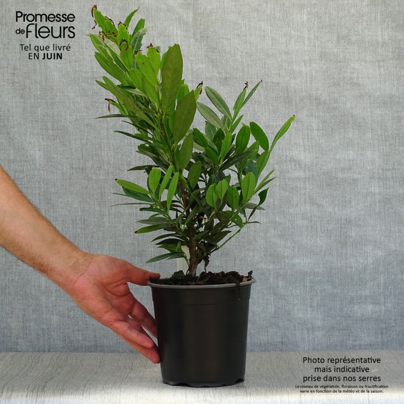 Exemplar von Kirschlorbeer Otto Luyken - Prunus laurocerasus Topf mit 2L/3L wie im Sommer geliefert